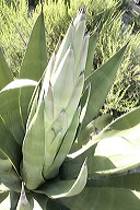 lbfaguamiel04