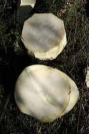 lbfaguamiel11
