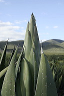 lbfaguamiel51