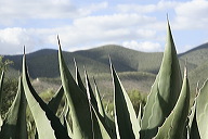 lbfaguamiel57