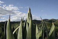 lbfaguamiel66