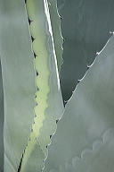 lbfaguamiel68