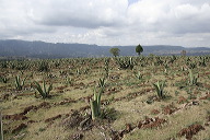 lbfpulque01