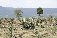lbfpulque02