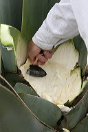 lbfpulque10