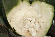 lbfpulque11