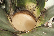 lbfpulque13