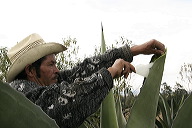 lbfpulque44
