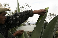 lbfpulque45