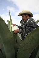 lbfpulque47