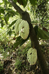 lbfcacaoaxaca11